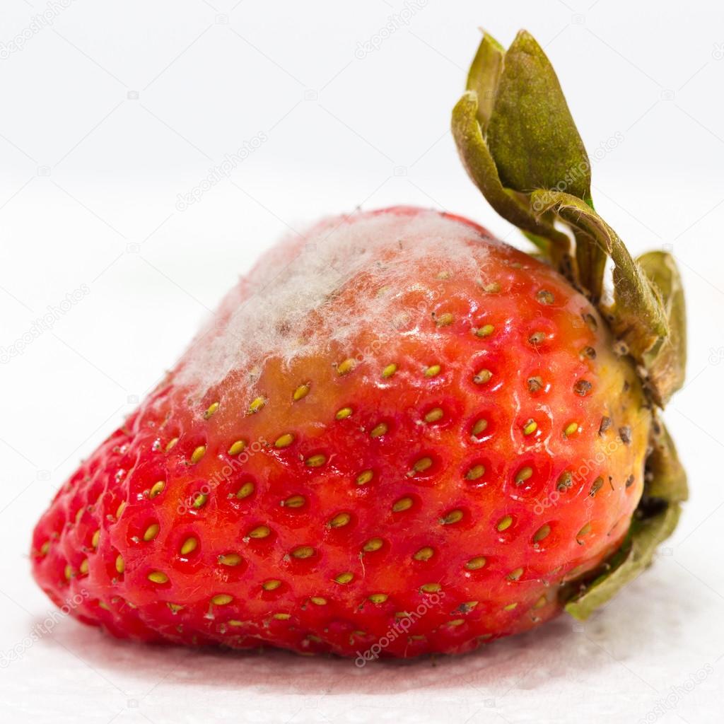 strawberry with mold fungus
