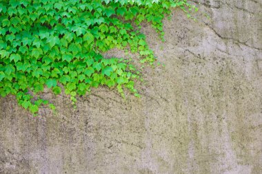 Yaprak yeşil sarmaşık