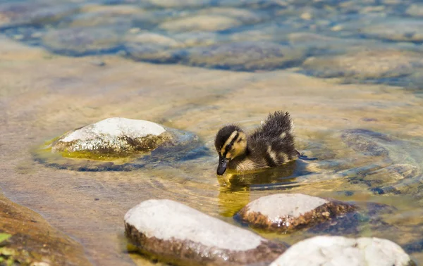 Entlein im Teich — Stockfoto