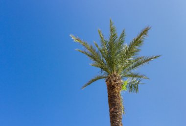 Mavi gökyüzü arka planında yeşil palmiye ağacı