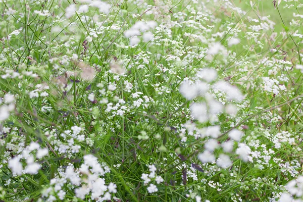 Flores blancas, enfoque selectivo, enfoque suave — Foto de Stock
