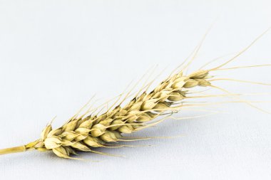 Buğday kulağı