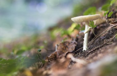 güzel bokeh ile beyaz mantar
