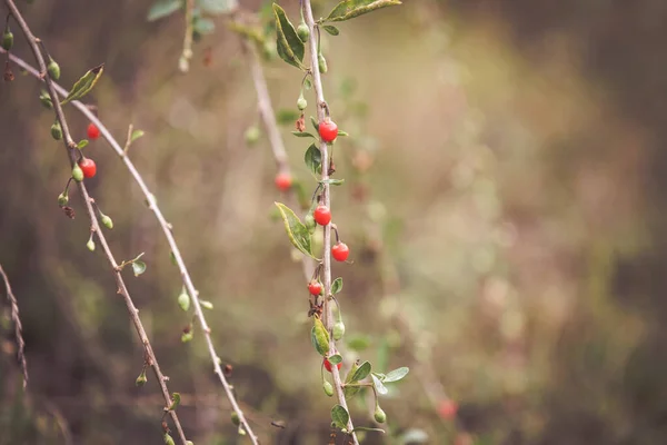 Goji Frutos Vermelhos Maduros Frutos Outono — Fotografia de Stock