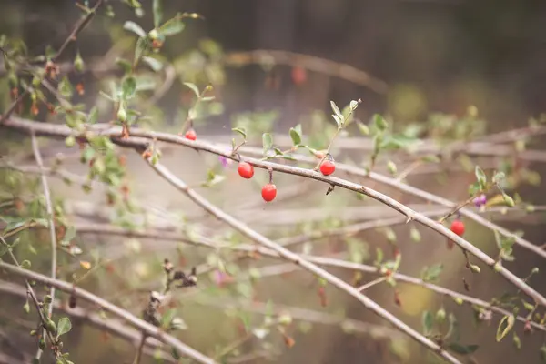 Γκότζι Ώριμα Κόκκινα Φρούτα Φθινοπώρου — Φωτογραφία Αρχείου