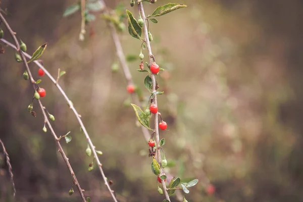 Goji Frutos Vermelhos Maduros Frutos Outono — Fotografia de Stock