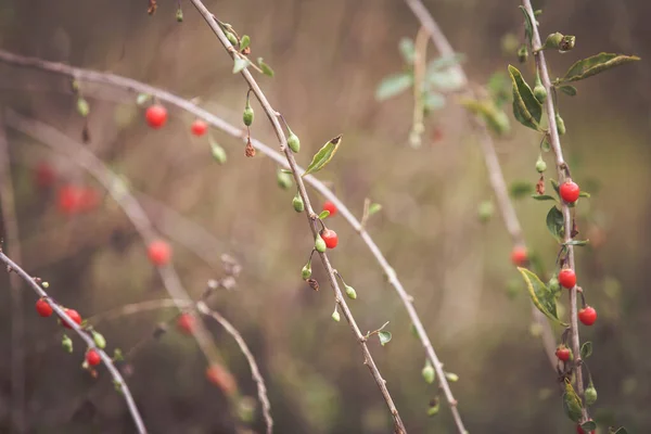 Goji Bacche Rosse Mature Frutti Autunno — Foto Stock