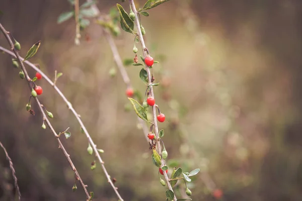 Goji Bacche Rosse Mature Frutti Autunno — Foto Stock