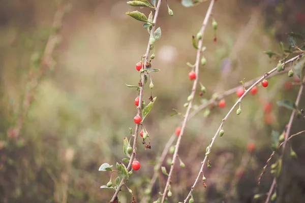 Goji Zralé Červené Bobule Podzimní Ovoce — Stock fotografie