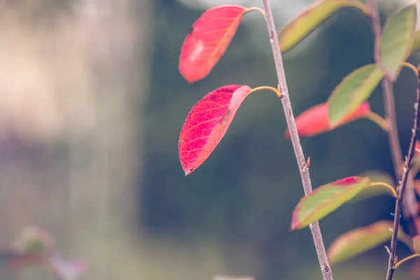 Красная Осень Листья Деревенский Фон — стоковое фото