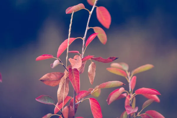 Красная Осень Листья Деревенский Фон — стоковое фото