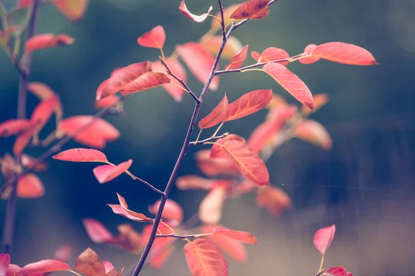 Hojas Rojas Otoño Fondo Rústico —  Fotos de Stock