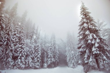 Köknar ağacı ormanında kış harikalar diyarı karı