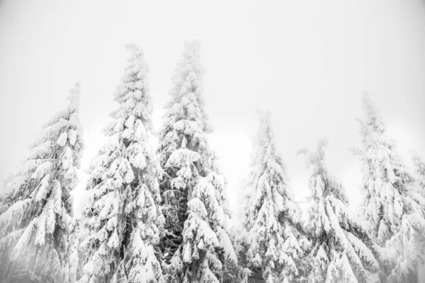 Vinter Underland Snö Gran Träd Skog — Stockfoto