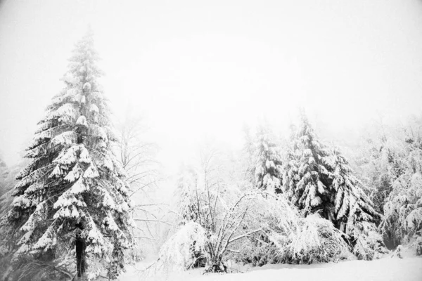 Χειμερινή Χώρα Των Θαυμάτων Χιόνι Έλατο Δάσος — Φωτογραφία Αρχείου