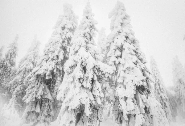 Vinter Underland Snö Gran Träd Skog — Stockfoto