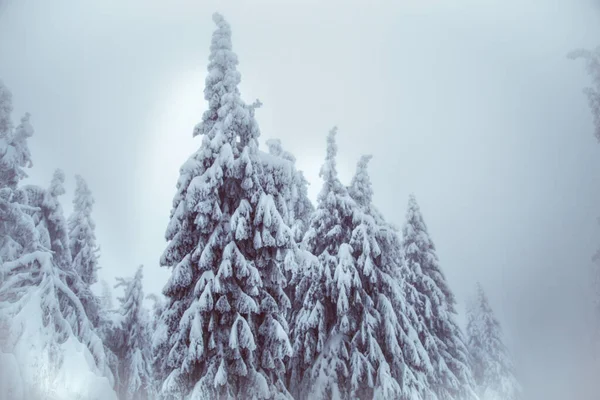 Invierno Maravilla Nieve Bosque Abeto — Foto de Stock