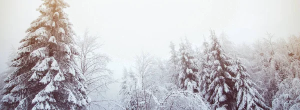 Invierno Maravilla Nieve Bosque Abeto — Foto de Stock