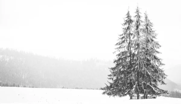 Invierno Maravilla Nieve Bosque Abeto —  Fotos de Stock
