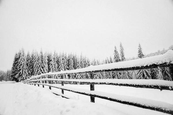 Inverno País Das Maravilhas Neve Floresta Abeto — Fotografia de Stock