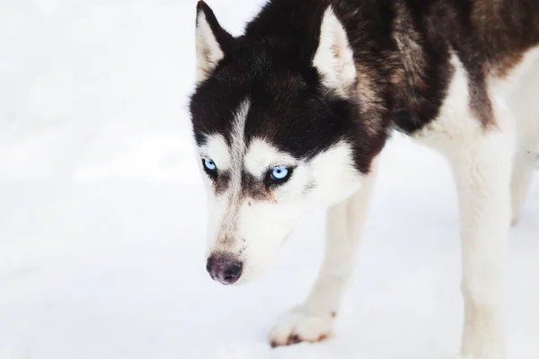 Husky Modrý Led Oči Zimní Pozadí — Stock fotografie