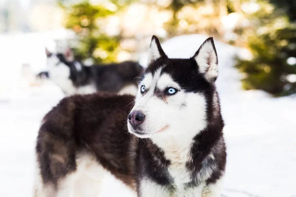 Mavi Buz Rengi Gözler Kış Arkaplanı — Stok fotoğraf