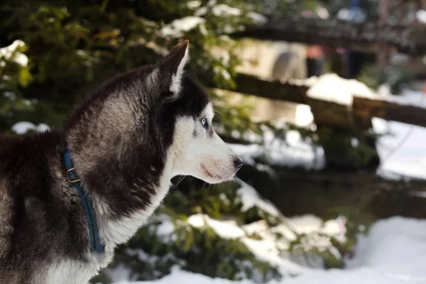 Husky Azul Hielo Ojos Invierno Fondo —  Fotos de Stock