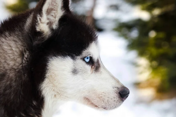Husky Azul Hielo Ojos Invierno Fondo —  Fotos de Stock