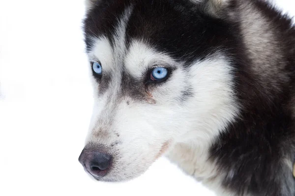 Husky Azul Gelo Olhos Inverno Fundo — Fotografia de Stock