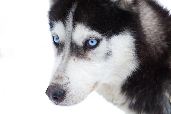 Husky Blaue Eisaugen Winter Hintergrund — Stockfoto