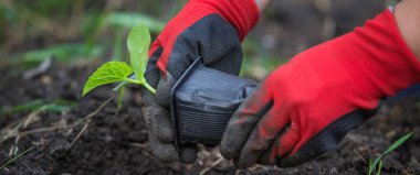 Organik bitki yetiştirme bahar sebze bahçesi