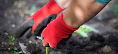 Organik bitki yetiştirme bahar sebze bahçesi