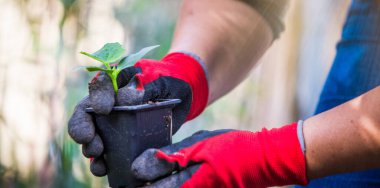 Organik bitki yetiştirme bahar sebze bahçesi