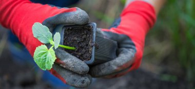 Organik bitki yetiştirme bahar sebze bahçesi
