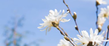 Çiçekler açan yatay arkaplan