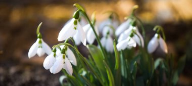 Çiçekler açan yatay arkaplan