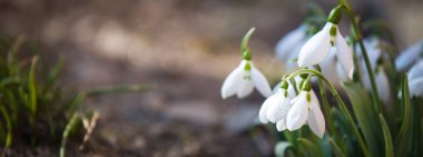 Çiçekler açan yatay arkaplan
