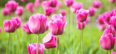 Çiçekler açan yatay arkaplan