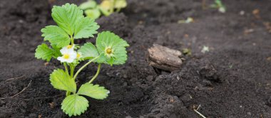 Bahar ekimi kırsal sebze bahçesi