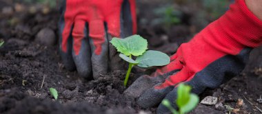 Bahar ekimi kırsal sebze bahçesi