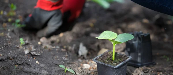 Bahar ekimi kırsal sebze bahçesi