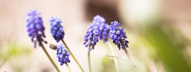 Taze bahar çiçekleri arka planı