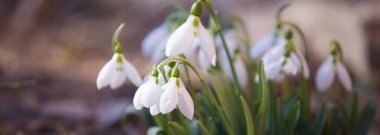 Taze bahar çiçekleri arka planı