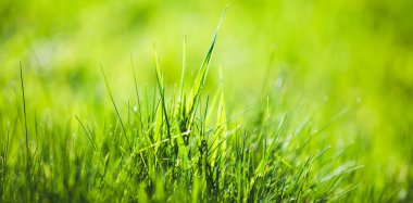 Taze yeşil çimen soyut arkaplan