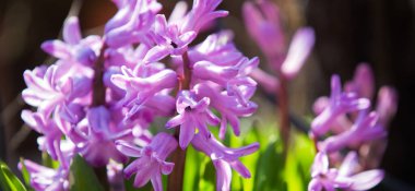 Bahar çiçekleri taze renkler Paskalya arka planı