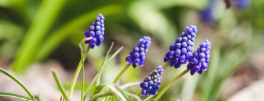 Bahar çiçekleri taze renkler Paskalya arka planı