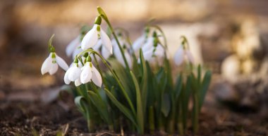 Bahar çiçekleri taze renkler Paskalya arka planı