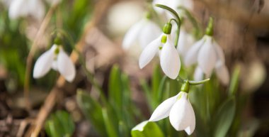 Bahar çiçekleri taze renkler Paskalya arka planı
