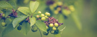 Dala yeşil kiraz. Taze yeşil bahar arkaplanı