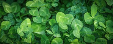  Taze yeşil yonca bahar arkaplanı